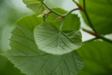 close-up shot of green linden leaves clipart