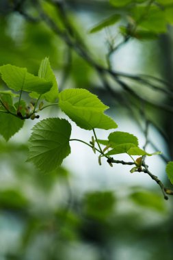 close-up shot of green tilia leaves on blurred natural background clipart