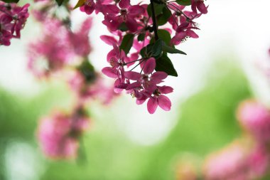 close-up shot of branch of pink cherry blossom on green natural background clipart