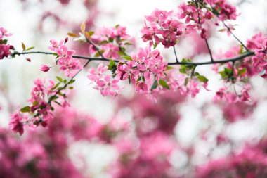 aromatik pembe kiraz çiçekleri ağaç üzerinde şube yakın çekim vurdu