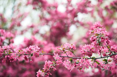 close-up shot of beautiful pink cherry flowers on tree outdoors clipart