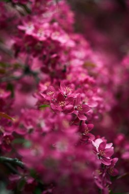 aromatik pembe kiraz çiçek ağaç üzerinde yakın çekim vurdu