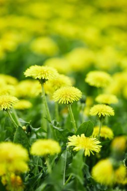 close-up shot of yellow dandelion flowers on meadow clipart