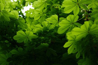 bottom view of beautiful blooming green chestnut tree clipart