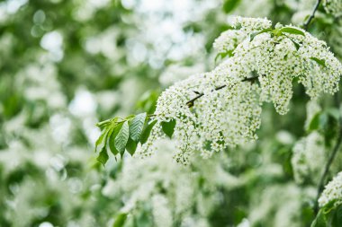 güzel kuş-cherry blossom yakın çekim çekim