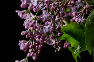 close-up shot of branch of lilac flowers and leaves covered with water drops isolated on black clipart