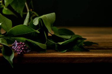 Lila çiçek ve yaprakları siyah izole ahşap yüzeyde dalı yakın çekim çekim