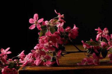 aromatik pembe kiraz çiçeği üzerinde ahşap masa üstü yalan yakın çekim çekim