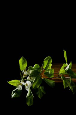 close-up shot of branch of cherry flowers lying on wooden tabletop isolated on black clipart