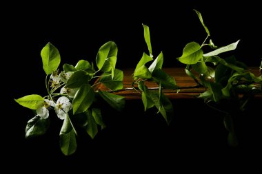 close-up shot of branch of cherry blossom lying on wooden tabletop isolated on black clipart