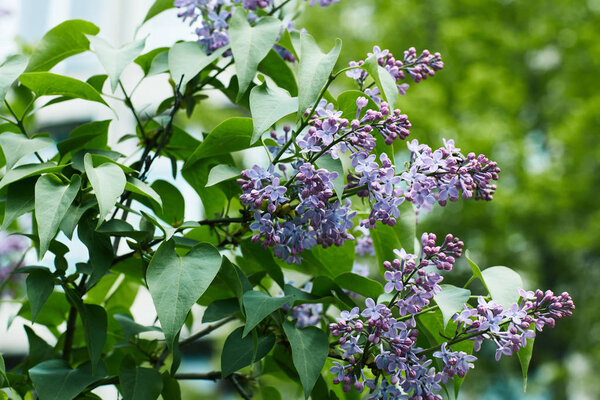 close-up shot of aromatic lilac flowers on tree outdoors