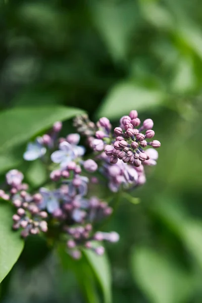 屋外の木に美しいライラック色の花のクローズ アップ撮影  — 無料ストックフォト