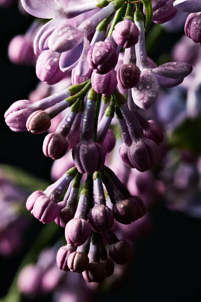close-up shot of beautiful closed lilac flowers covered with water drops
