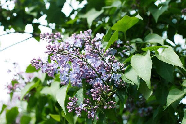 close-up shot of blooming lilac flowers on tree outdoors