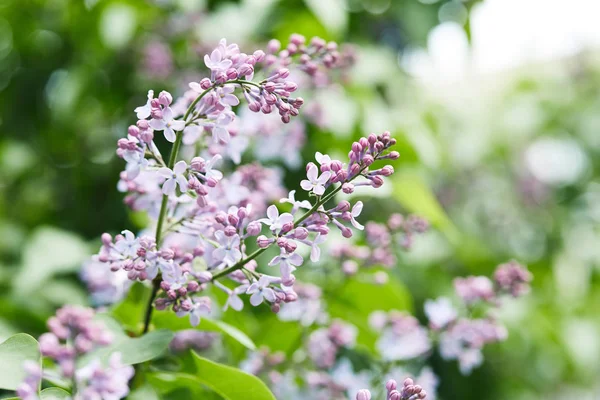 屋外の木に美しいライラック色の花のクローズ アップ撮影 — ストック写真