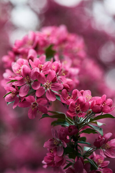 close-up shot of beautiful pink cherry blossom on natural blurred background
