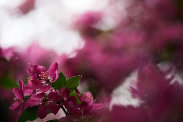 Yakın Çekim Bulanık Arka Plan Üzerinde Güzel Pembe Kiraz Çiçeği — Stok fotoğraf