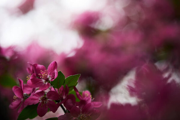 close-up shot of beautiful pink cherry blossom on blurred background