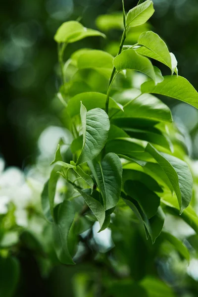 Крупным Планом Ветви Красивых Зеленых Листьев — стоковое фото