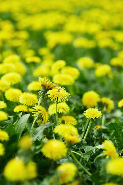 Primo Piano Bellissimi Fiori Tarassaco Giallo Sul Prato — Foto Stock