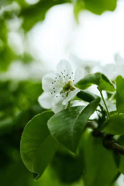 木に美しい白い桜の花のクローズ アップ撮影 — ストック写真