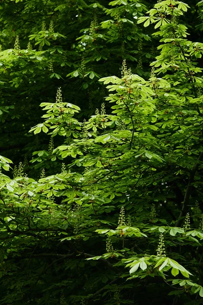 Frumos Înflorire Castan Verde — Fotografie de stoc gratuită