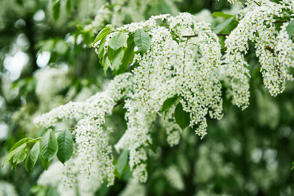 close-up shot of white bird-cherry blossom