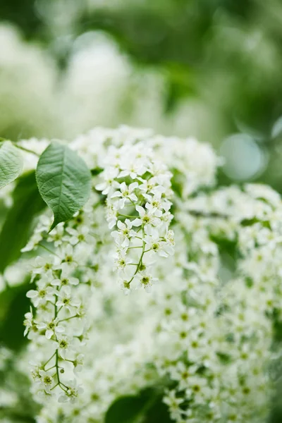 Lähikuva Aromaattisista Lintukirsikankukista — kuvapankkivalokuva