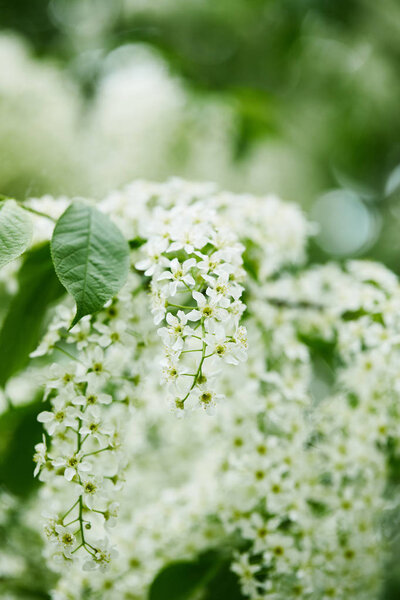 close-up shot of aromatic bird-cherry blossom