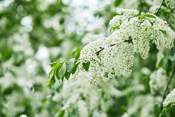 close-up shot of beautiful bird-cherry blossom