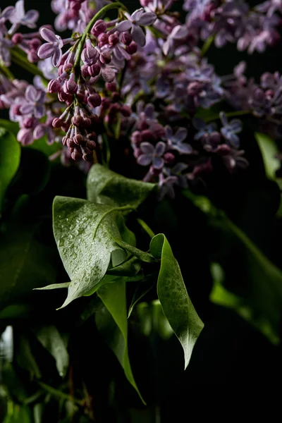 close-up shot of beautiful lilac flowers and leaves covered with water drops isolated on black