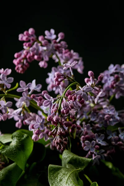 Plano Plano Flores Aromáticas Primavera Lila Aisladas Negro — Foto de stock gratuita