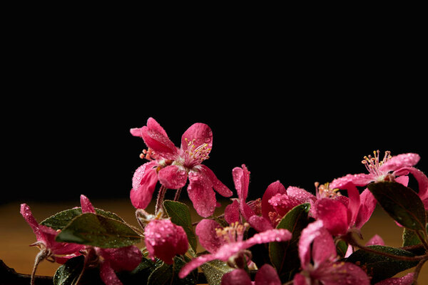 close-up shot of beautiful pink cherry flowers isolated on black