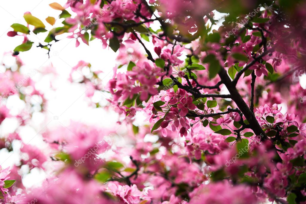 close-up shot of aromatic pink cherry blossom on tree