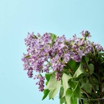 Aromatický krásné fialovými květy v izolovaných na modrá váza
