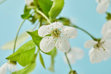 yakın çekim çekim izole mavi su damlaları ile kaplı güzel kiraz çiçek