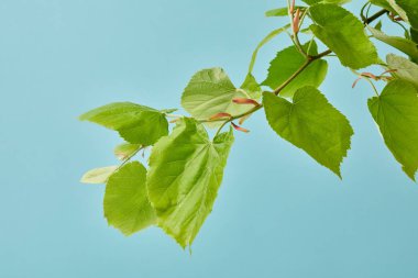 close-up shot of blooming tilia branch isolated on blue clipart
