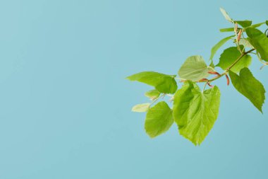 green leaves on tilia branch isolated on blue clipart