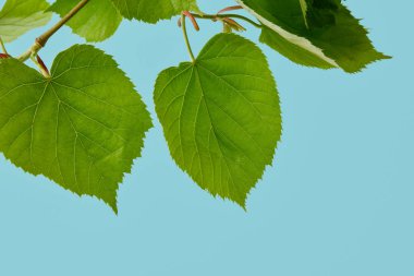close-up shot of leaves on linden branch isolated on blue clipart