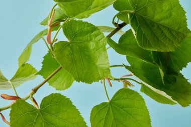 close-up shot of green linden branch isolated on blue clipart