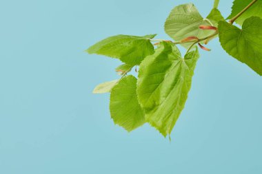 close-up shot of beautiful tilia branch isolated on blue clipart