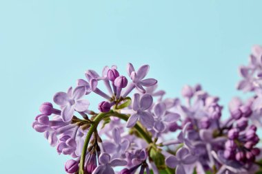 close-up shot of beautiful spring lilac flowers isolated on blue clipart