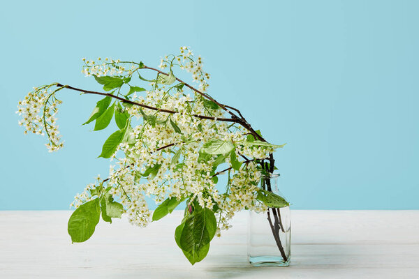 branches of white bird cherry blossom in glass isolated on blue