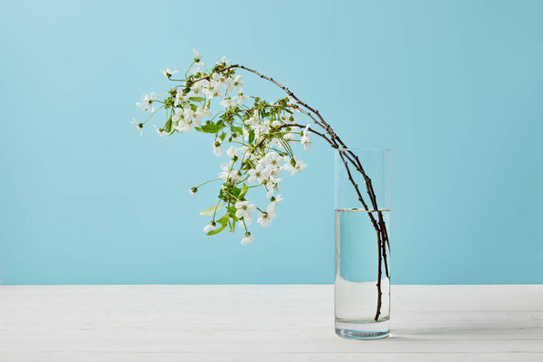 close-up shot of branches of aromatic cherry blossom in glass isolated on blue