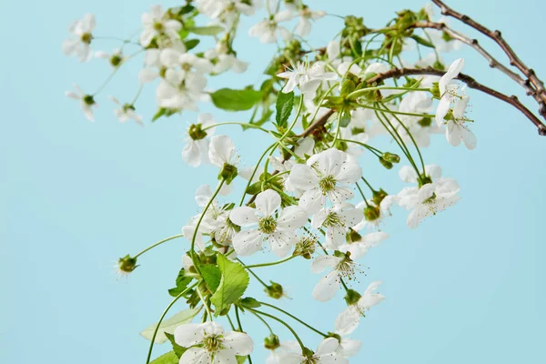 Gros Plan Des Branches Fleurs Cerisier Blanc Isolées Sur Bleu — Photo