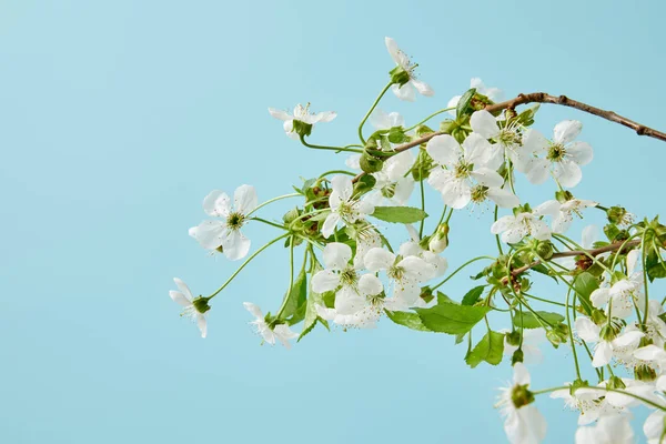 Gros Plan Branche Belles Fleurs Cerisier Isolées Sur Bleu — Photo