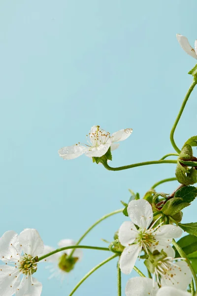 Primer Plano Hermosa Flor Cerezo Aislado Azul — Foto de Stock