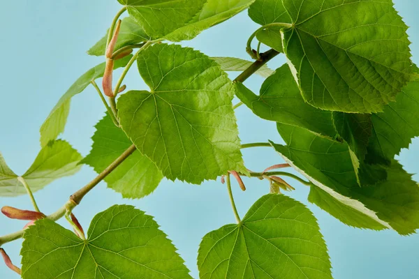 Närbild Gröna Linden Gren Isolerade Blå — Stockfoto