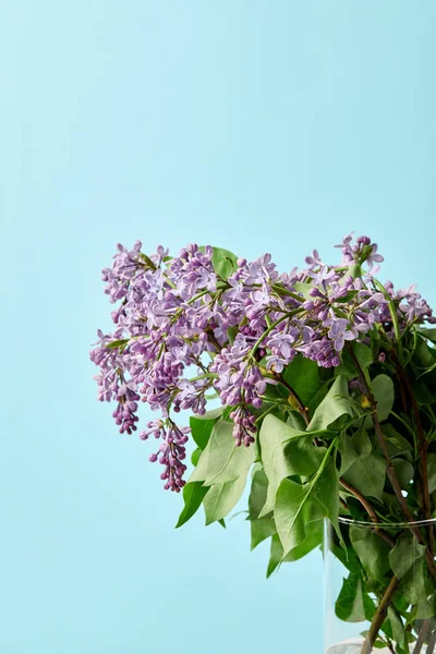 Aromatic Beautiful Lilac Flowers Vase Isolated Blue — Free Stock Photo