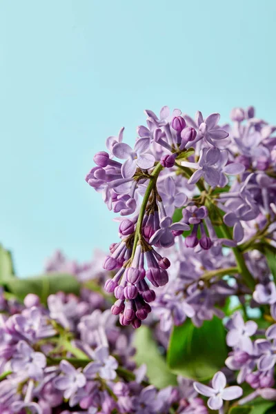 Zbliżenie Piękna Aromatyczne Kwiaty Bzu Niebieskim Tle — Zdjęcie stockowe
